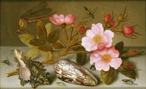 Nature morte représentant des fleurs, des coquillages et une libellule